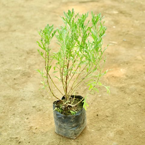 Lavender in 4 Inch Nursery bag