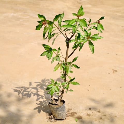 Hameliya in 4 Inch Nursery Bag