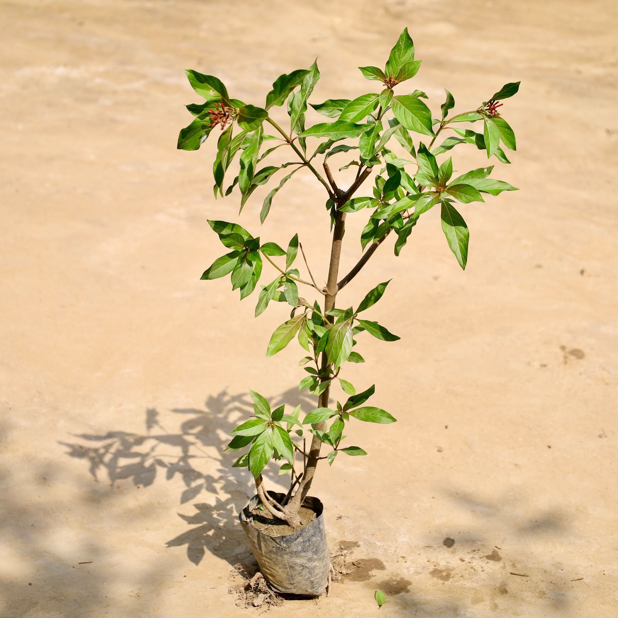 Hameliya in 4 Inch Nursery Bag