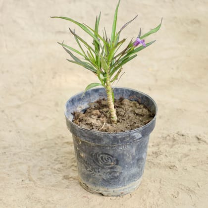 Buy Ruellia (Any Colour) in 6 Inch Nursery Pot Online | Urvann.com