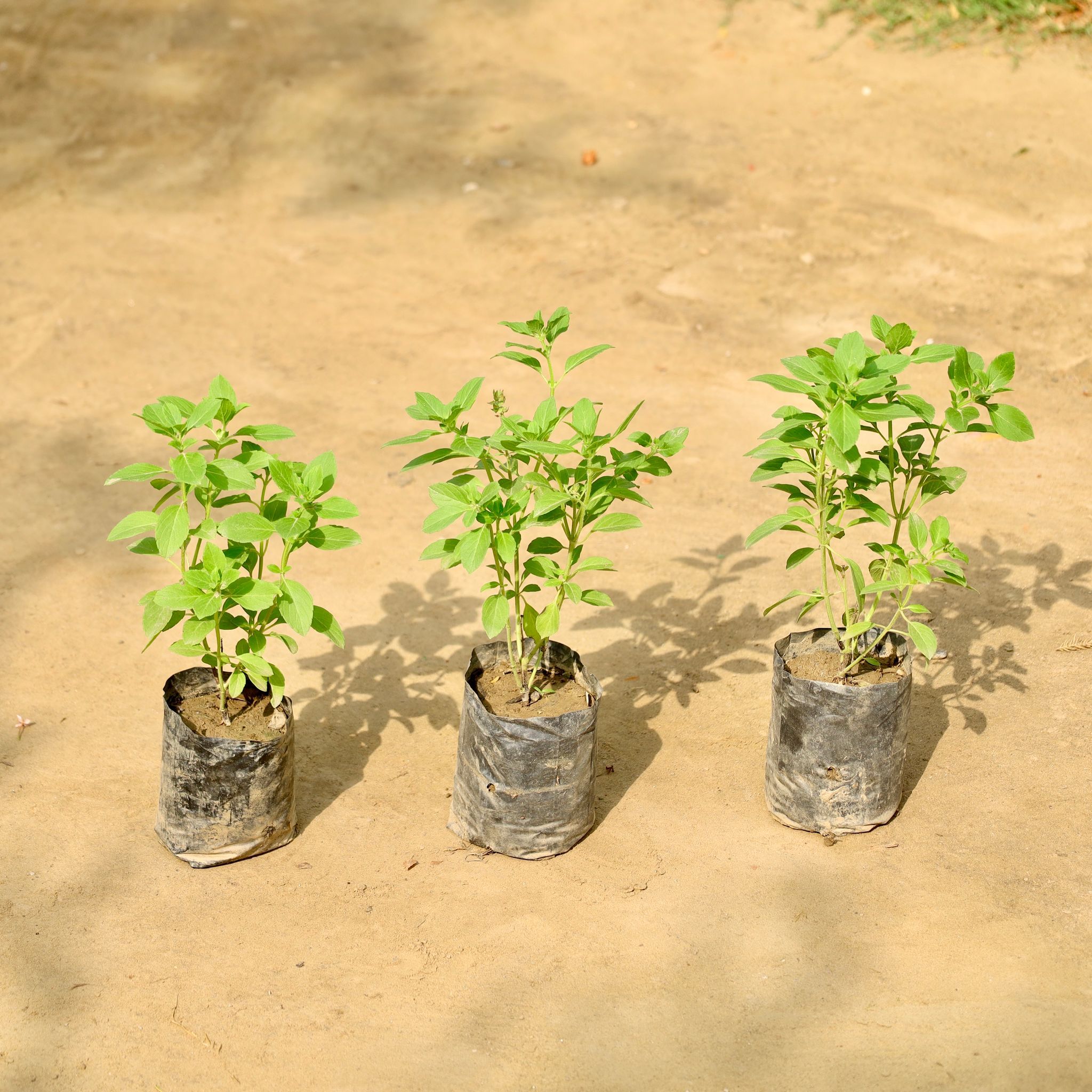 Set of 3 - Kapoor Tulsi in 4 Inch Nursery Bag