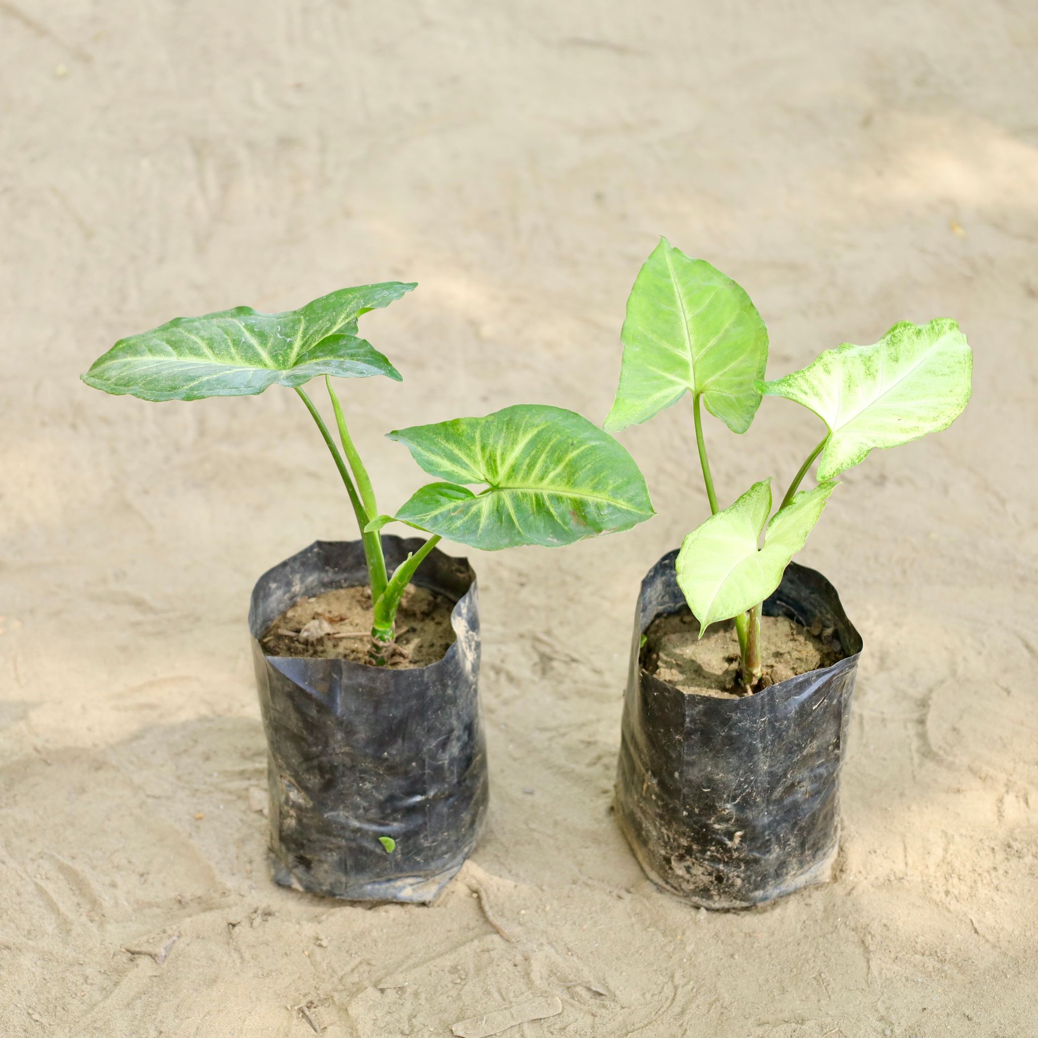 Set of 2 - Syngonium (Any Colour) in 4 Inch Nursery bag