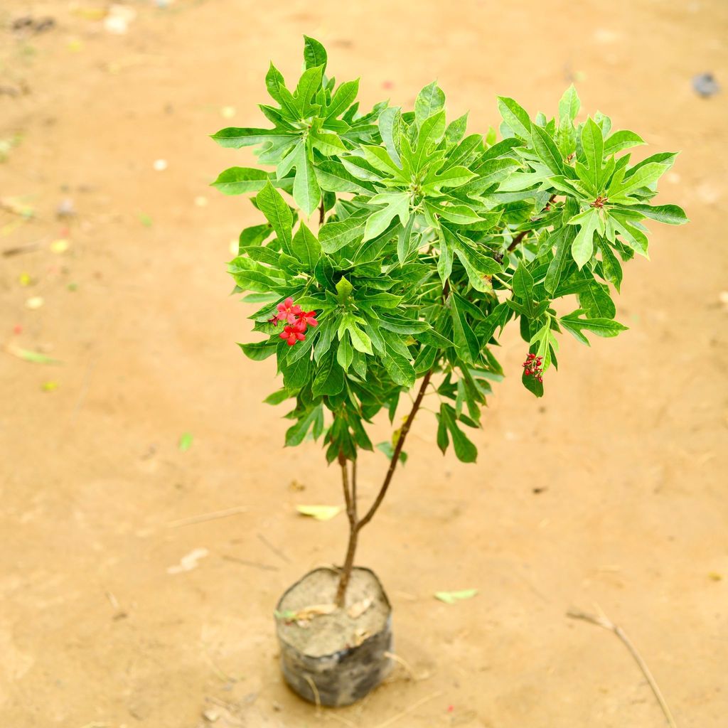 Jatropha / Sundar Rupa (any colour) in 6 Inch Nursery Bag