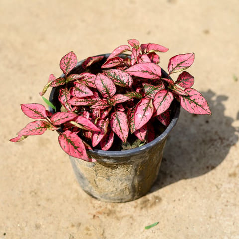 Hypoestes / Polka Dot (any colour) in 6 Inch Nursery Pot