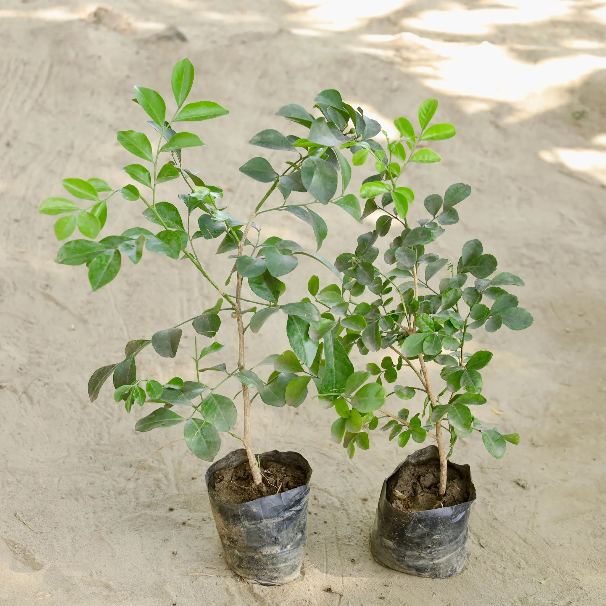 Set of 2 - Murraya / Madhu Kamini (Any Colour) in 4 Inch Nursery bag