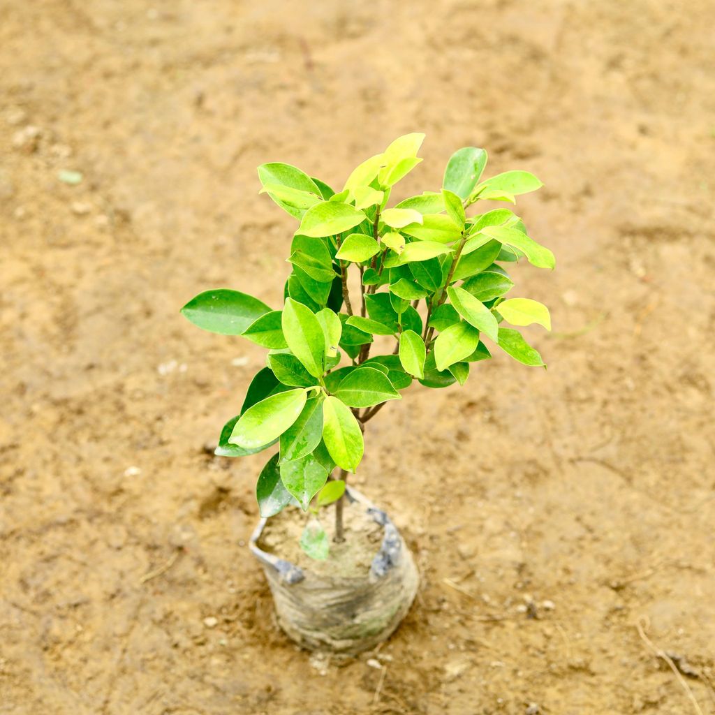 Buy Ficus Panda in 5 Inch Nursery Bag Online | Urvann.com Ficus Panda in 5 Inch Nursery Bag