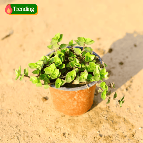 Turtle vine Heart Shape in 4 Inch Nursery Pot