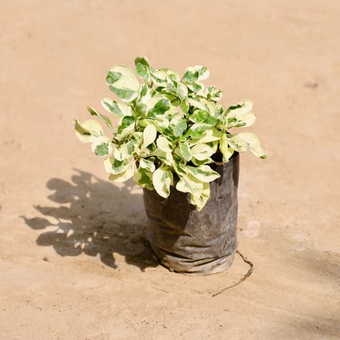 Alternanthera Variegated in 4 Inch Nursery Bag
