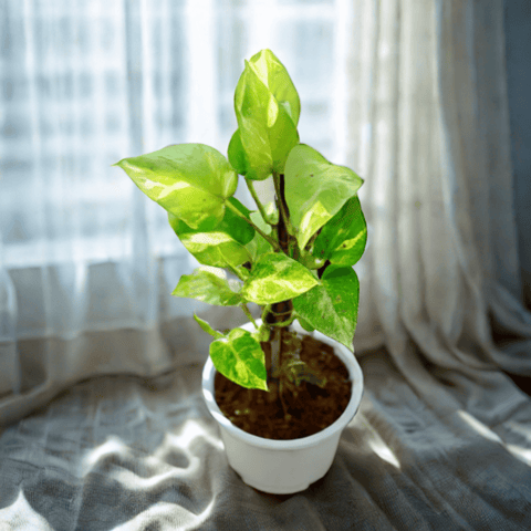 Money Plant Green With Moss Stick in 6 Inch Nursery Pot