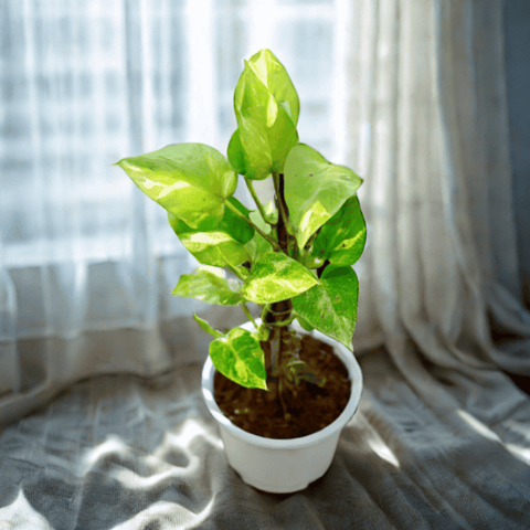 Money Plant Green With Moss Stick in 6 Inch Nursery Pot