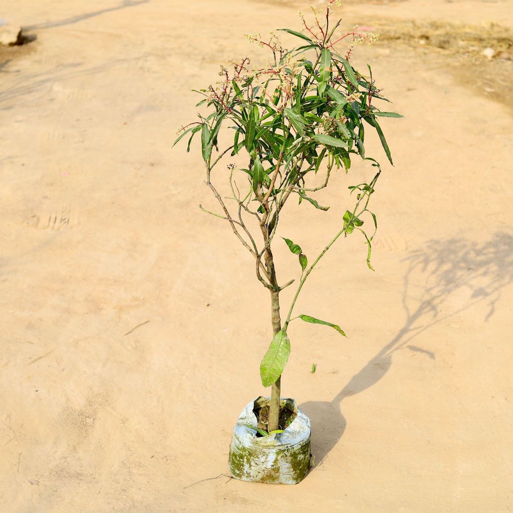 Buy Mango Grafted ~ 4-6 ft in 10 Inch Nursery Bag Online | Urvann.com Thai Mango All Time fruited ~ 5 ft in 10 Inch Nursery Bag