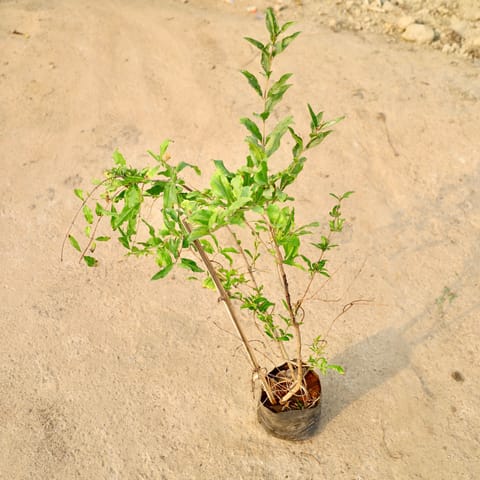 Anar / Pomegranate in 6 Inch Nursery Bag