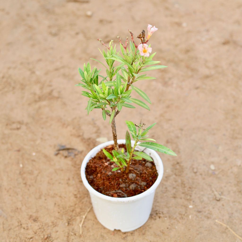 Buy Kaner / Oleander Dwarf (any colour) in 6 Inch White Nursery pot Online | Urvann.com Kaner / Oleander Dwarf (any colour) in 6 Inch White Nursery pot
