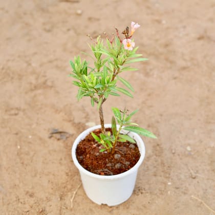 Buy Kaner / Oleander Dwarf (any colour) in 6 Inch White Nursery pot Online | Urvann.com