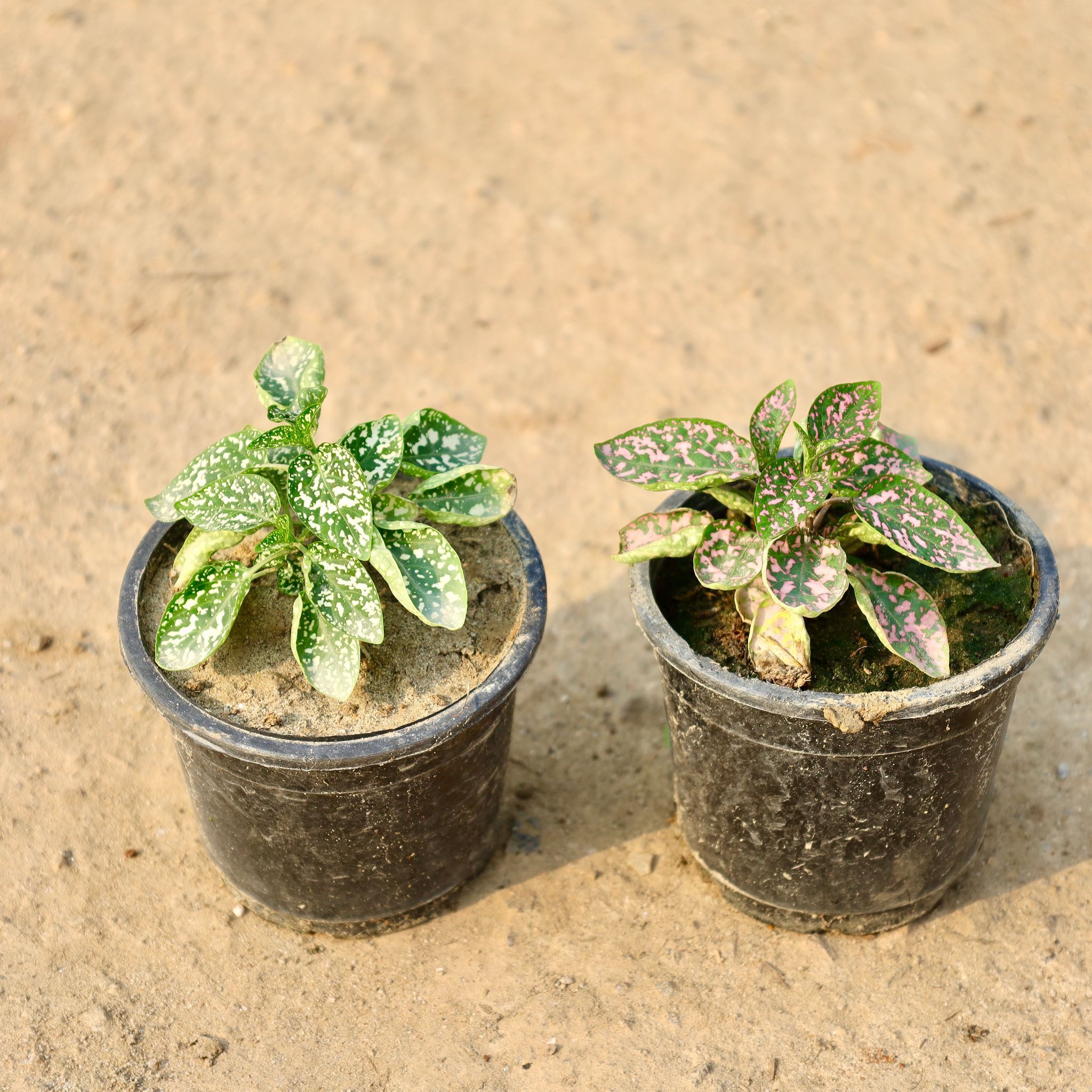 Hypoestes / Polka Dot in 4 Inch Nursery Pot