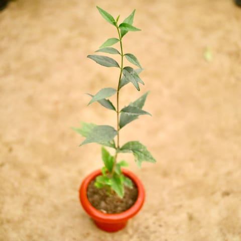 Harsingar / Parijat in 6 Inch Classy Red Plastic Pot