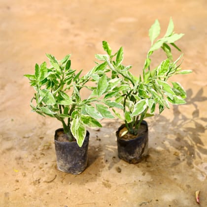 Buy Set Of 2 - Pedilanthus Variegated / Devil'S Backbone in 6 Inch Nursery Bag Online | Urvann.com