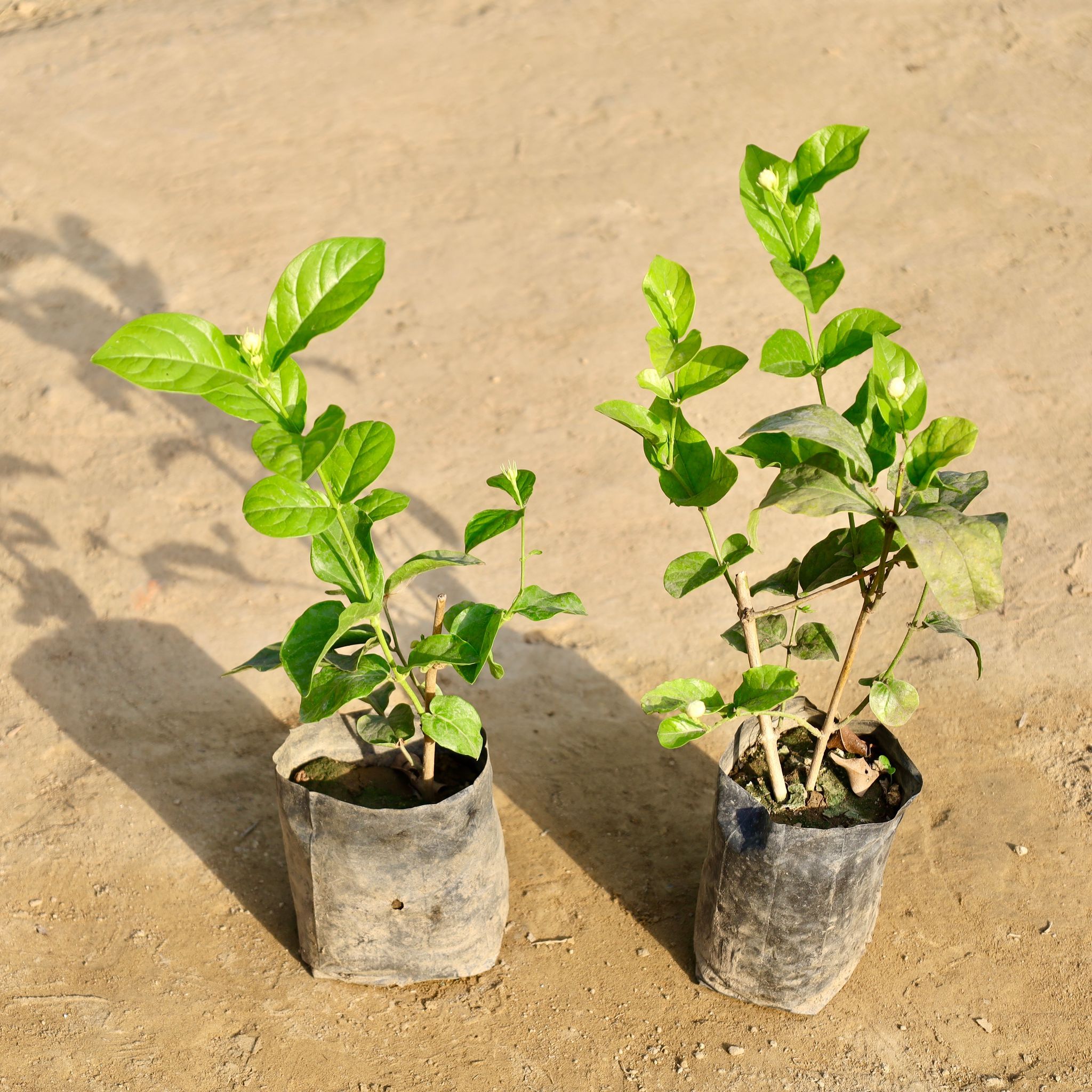 Set of 2 - Motia / Jasmine in 4 Inch Nursery Bag