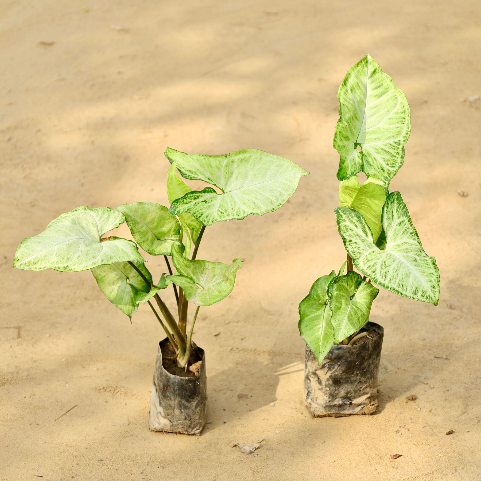Set of 2 - Syngonium Arrowhead in 4 Inch Nursery Bag