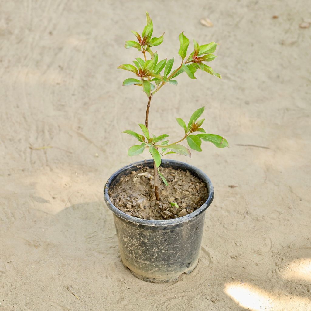 Buy Hamelia in 6 Inch Nursery Pot Online | Urvann.com Hamelia in 6 Inch Nursery Pot