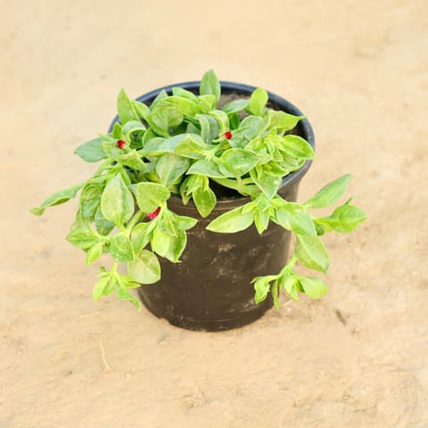 Baby Sun Rose in 6 Inch Nursery Pot