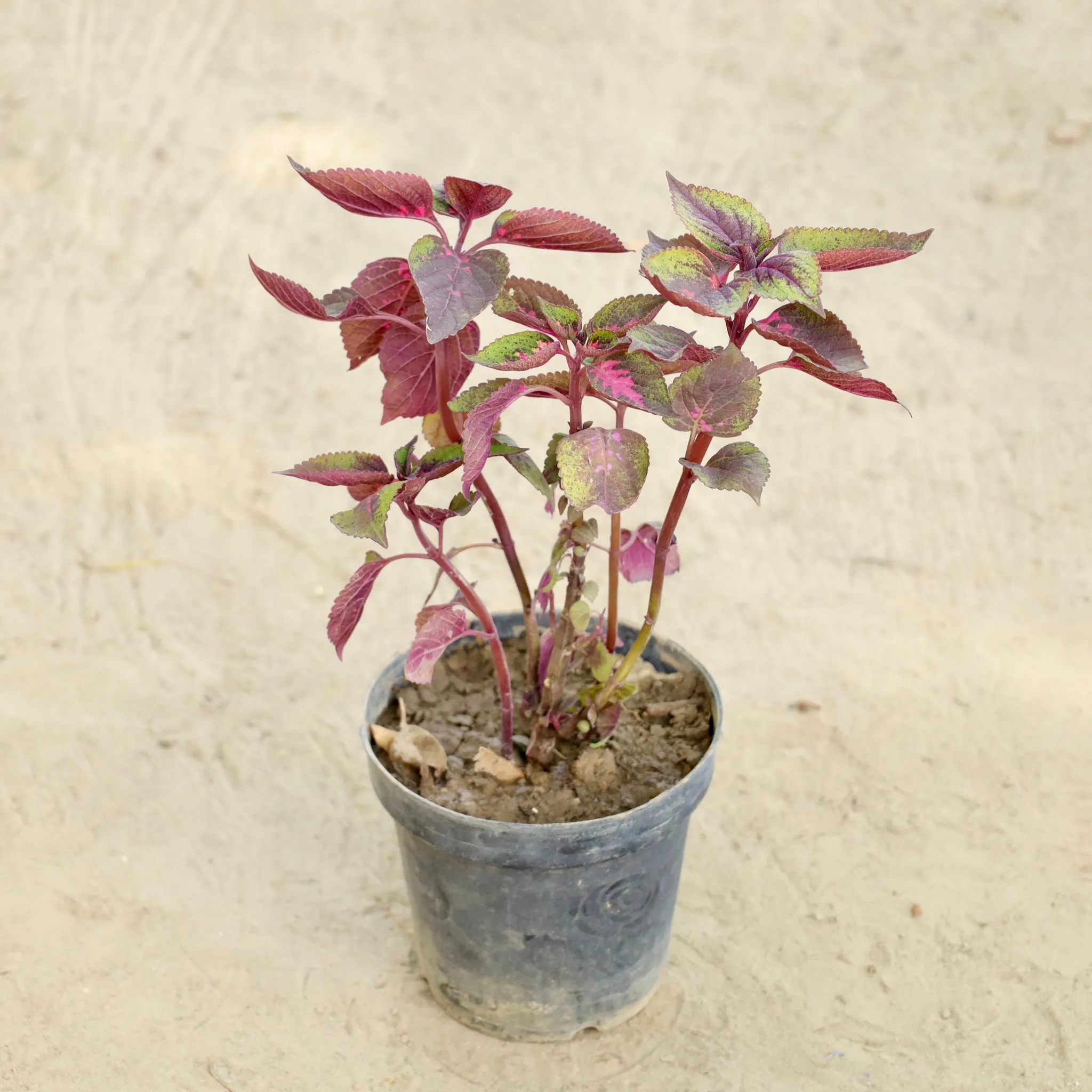 Coleus Red in 6 Inch Nursery Pot