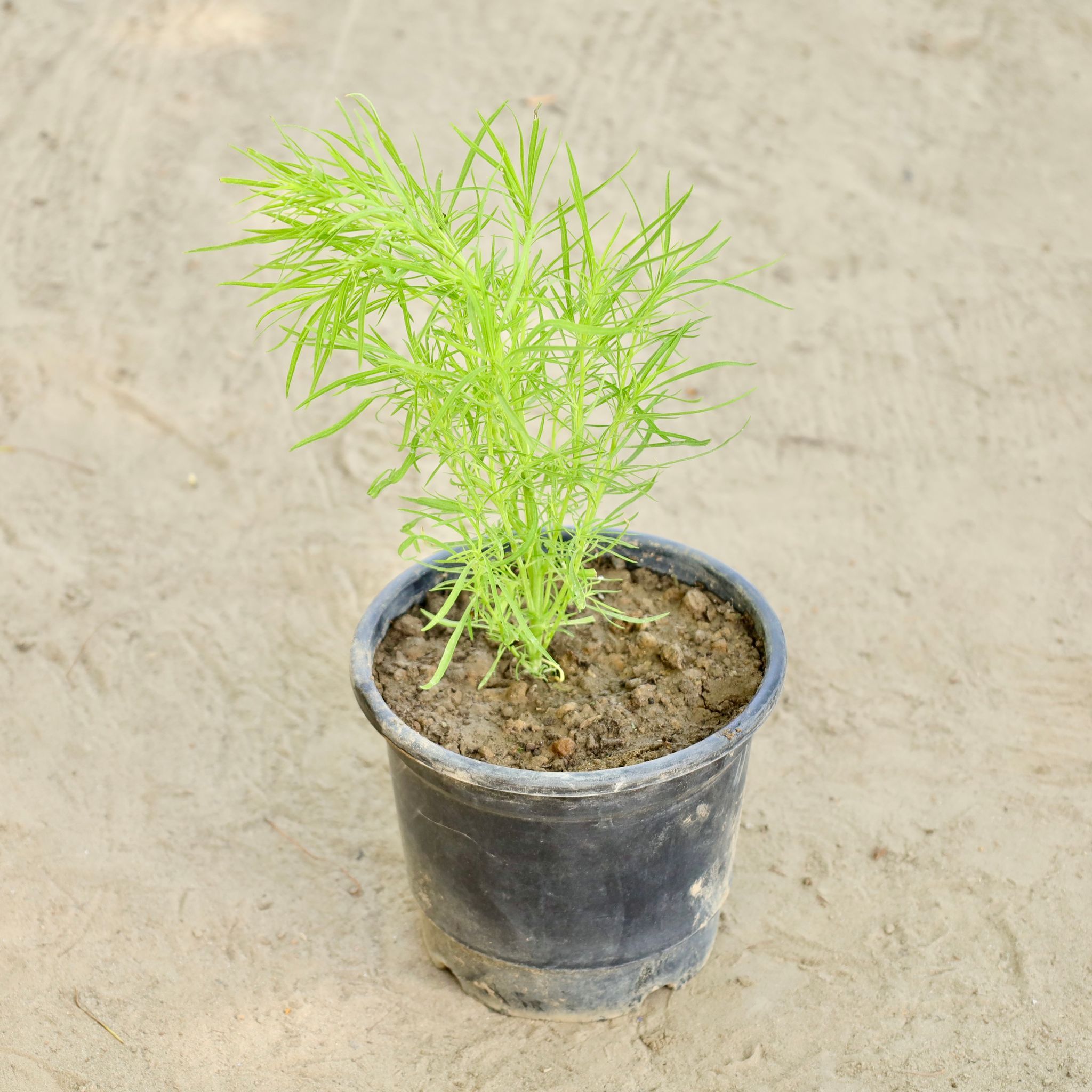 Kochia  in 6 Inch Nursery Pot