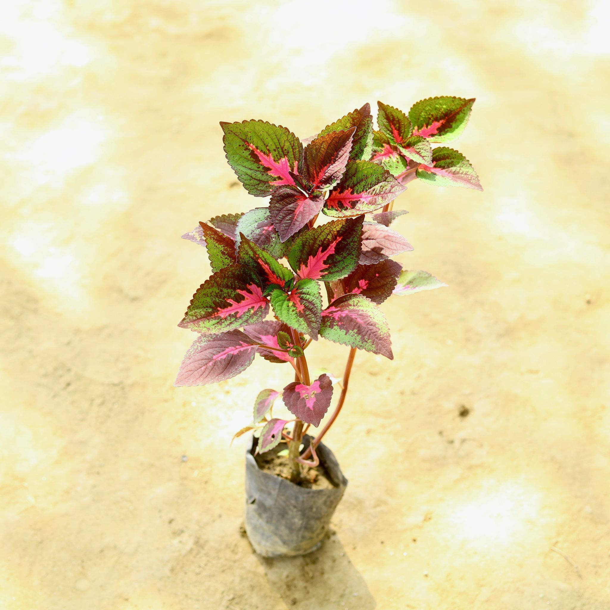 Coleus Red in 4 Inch Nursery Bag