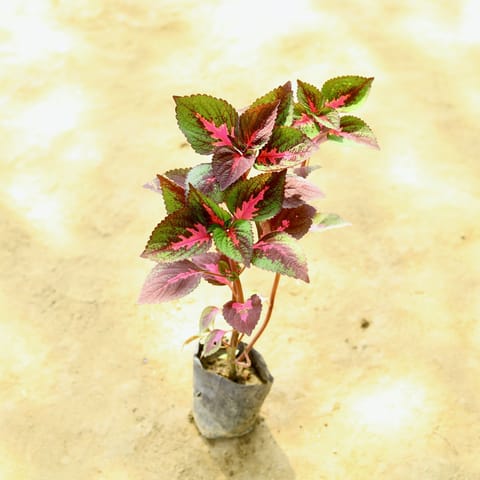 Coleus Red in 4 Inch Nursery Bag
