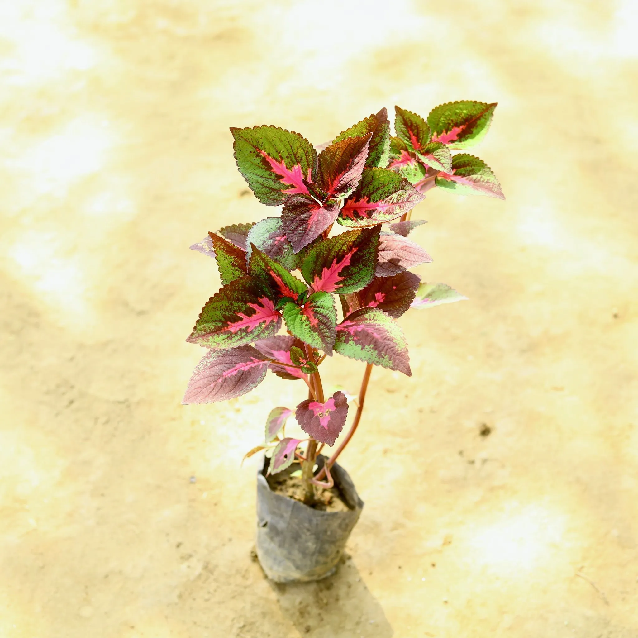 Coleus Red in 4 Inch Nursery Bag