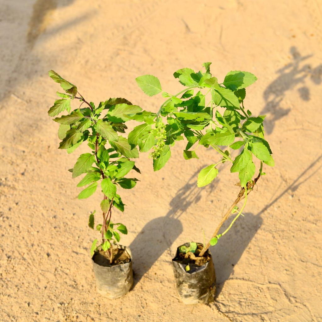 Set of 2 - Tulsi (Rama & Shyama) in 4 Inch Nursery Bag
