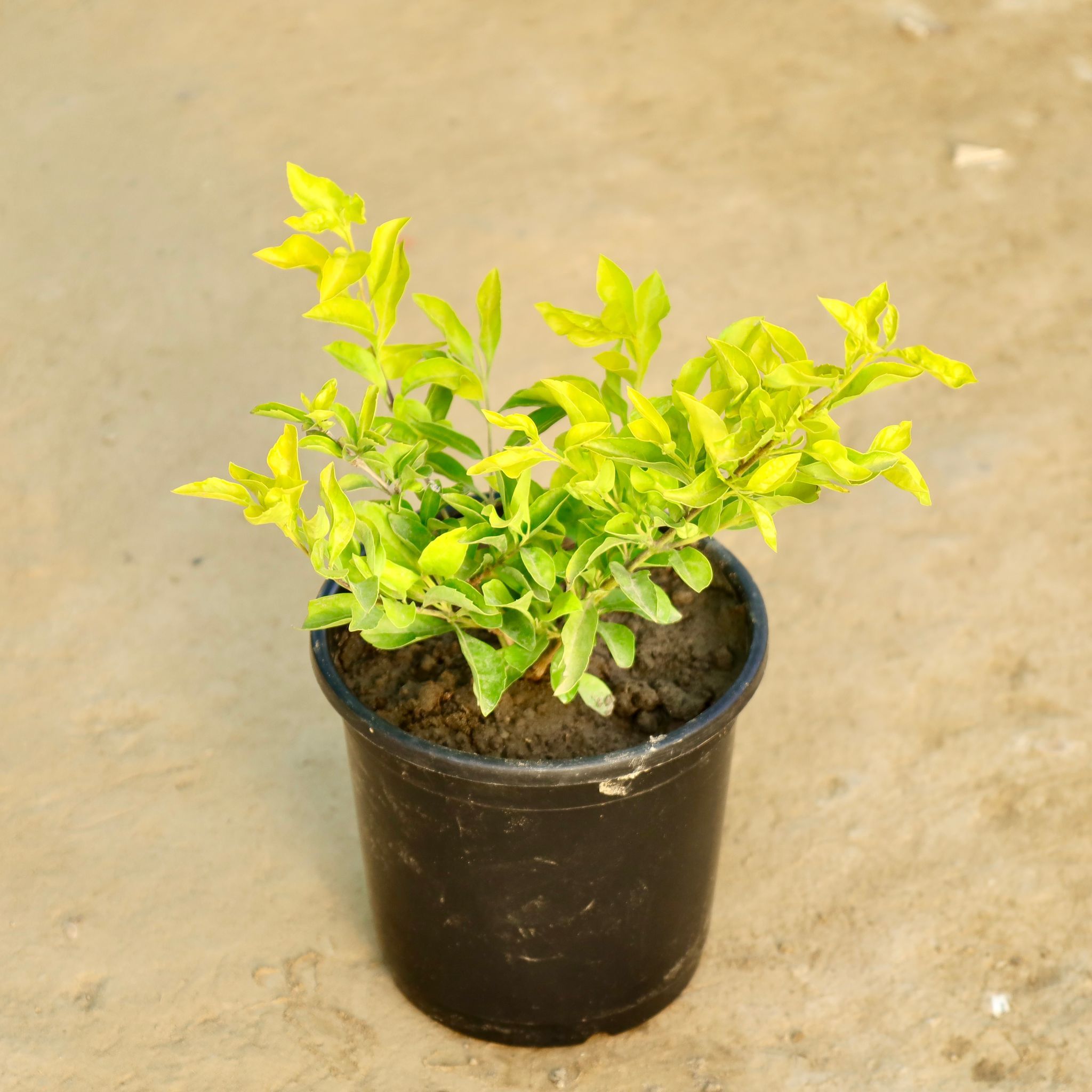 Golden Duranta in 6 Inch Nursery Pot