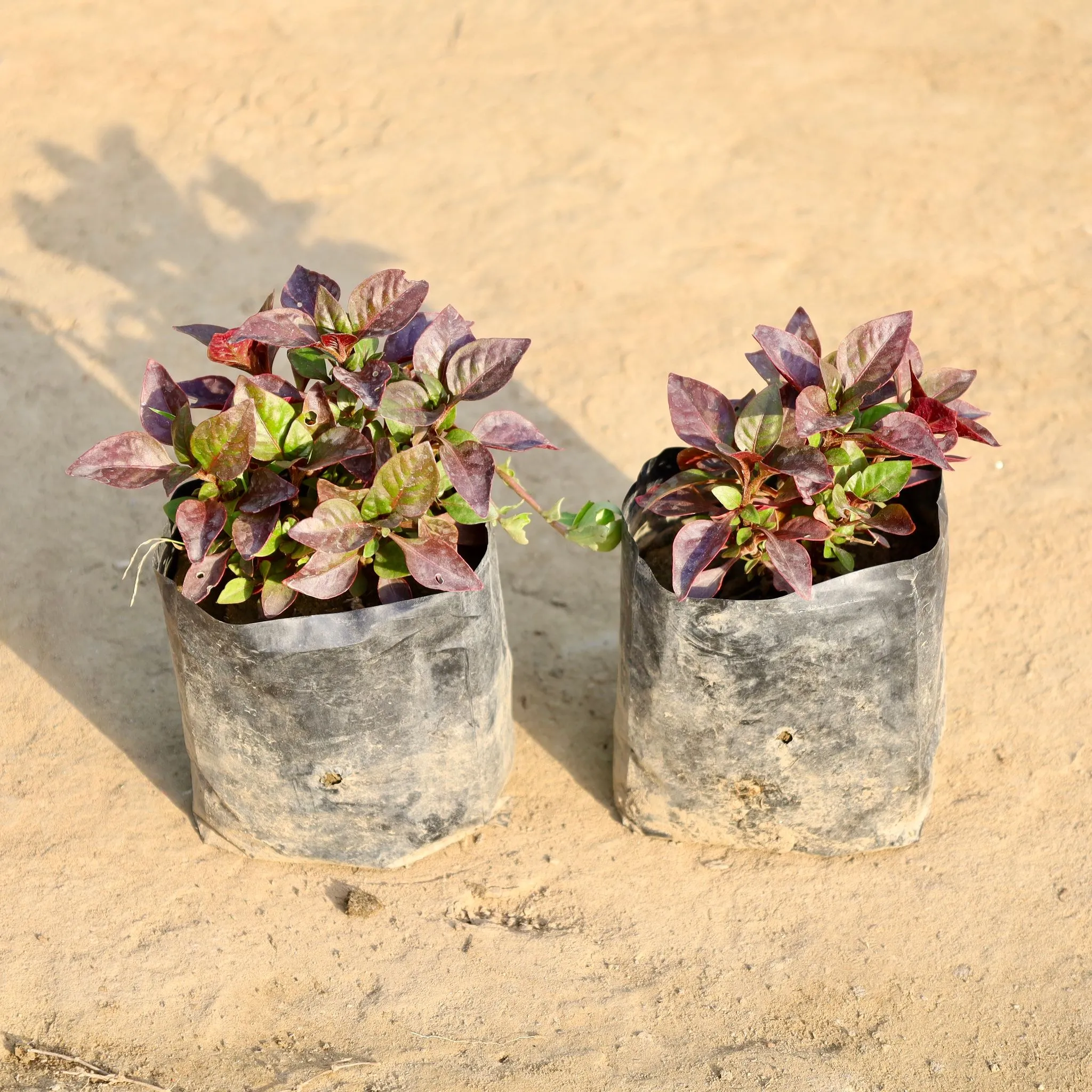 Set of 2 - Alternanthera in 4 Inch Nursery Bag
