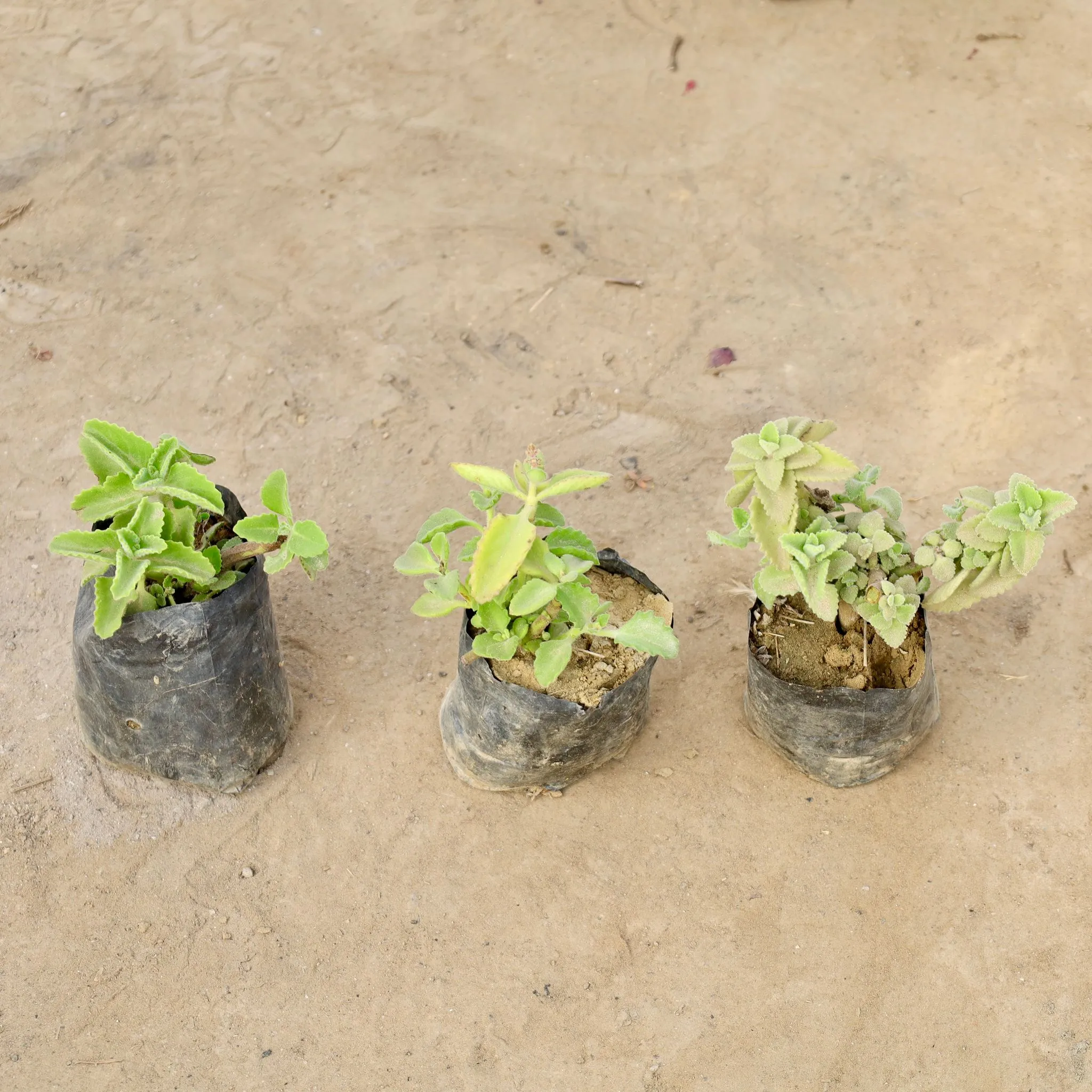 Set of 3 - Ajwain Plants in 4 Inch Nursery bag