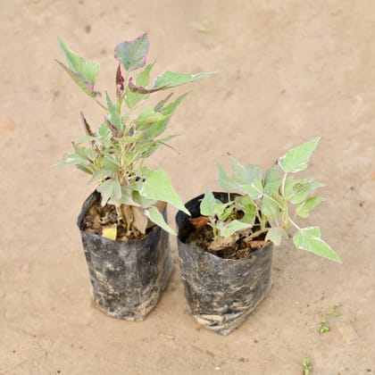 Buy Set of 2 - Ipomoea / Sweet Potato Vine Variegated in 4 Inch Nursery bag | Urvann.com