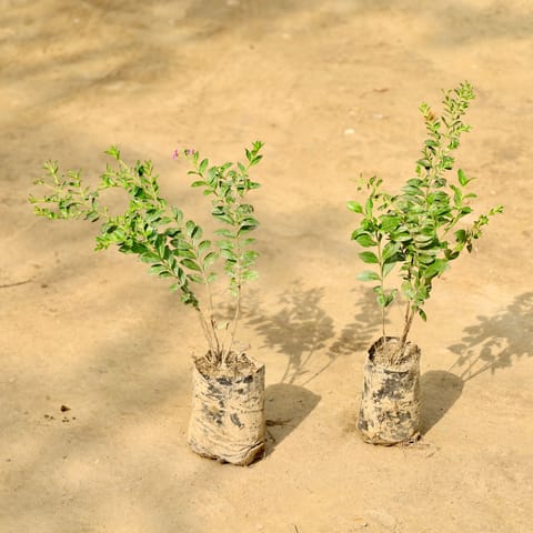 Set of 2 - Cuphea / False Heather (Any Colour) in 4 Inch Nursery Bag