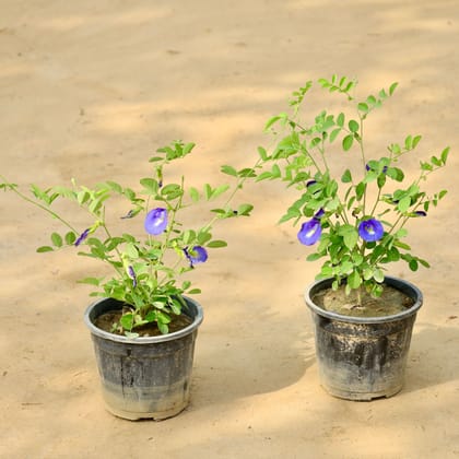 Buy Set of 2 - Aparajita / Asian Pigeonwings (Any Colour) in 6 Inch Nursery Pot Online | Urvann.com