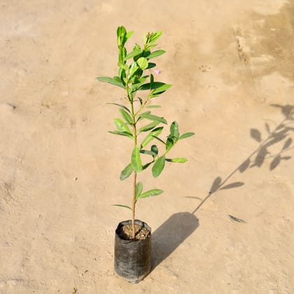 Buy All Spice Plant in 4 Inch Nursery bag | Urvann.com