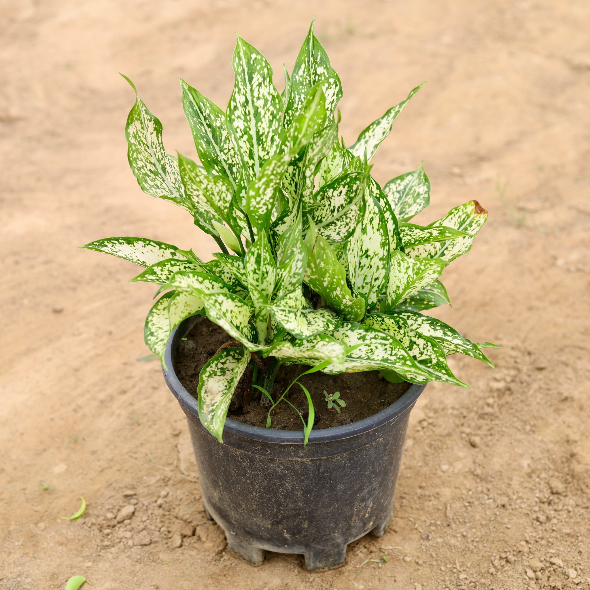 Aglaonema Snow White in 6 Inch Nursery Pot