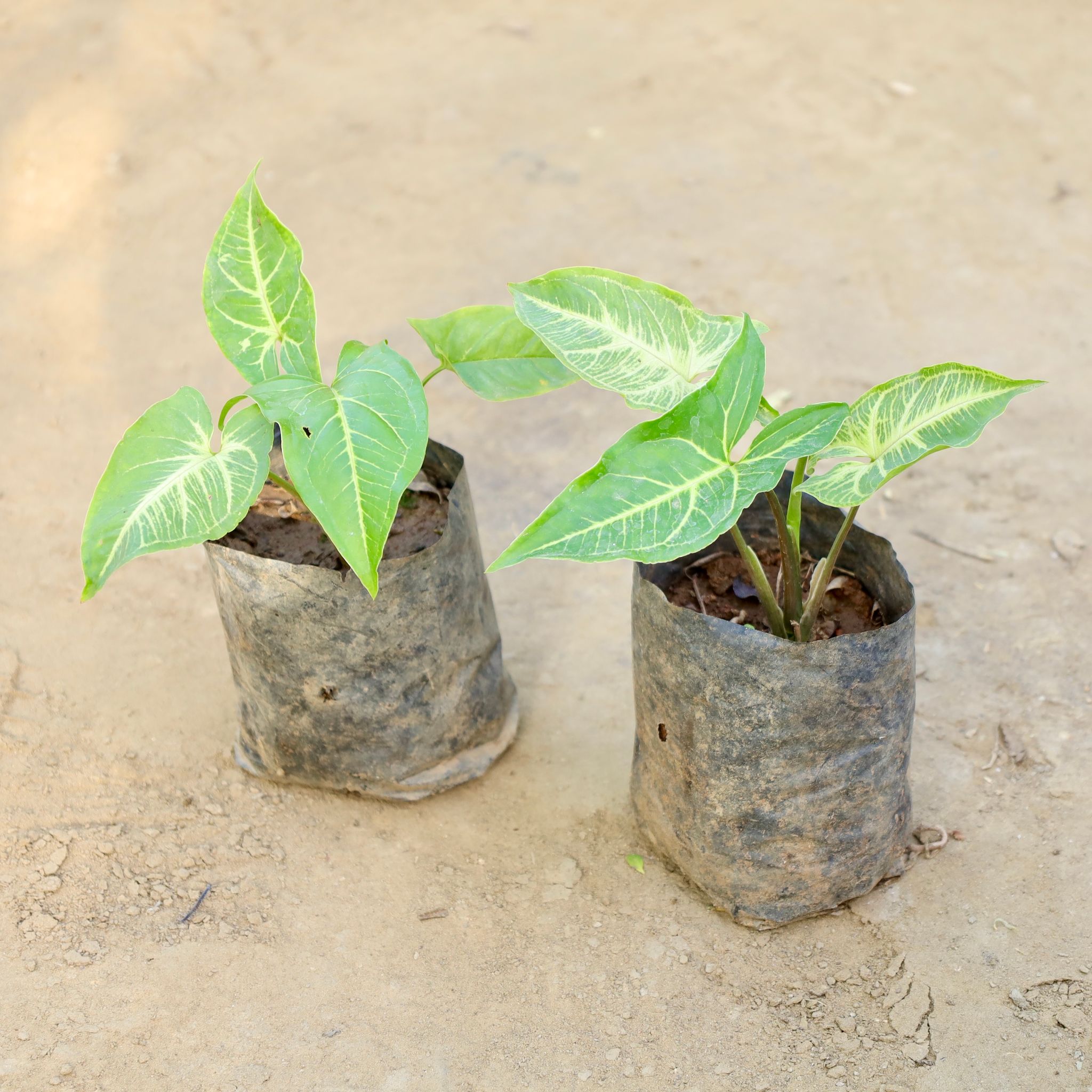 Set of 2 - Syngonium Green in 4 Inch Nursery bag