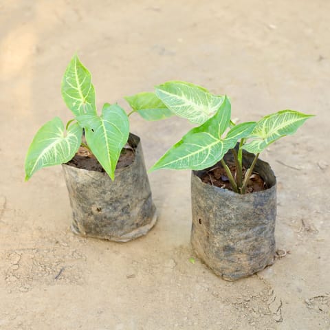 Set of 2 - Syngonium Green in 4 Inch Nursery bag