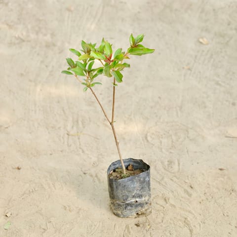 Hamelia / Firebush (Any Colour)  in 4 Inch Nursery bag