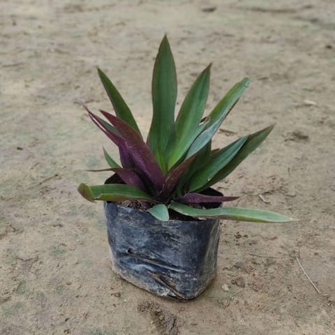 Rhoeo / Durangi LITE in 4 inch Nursery Bag