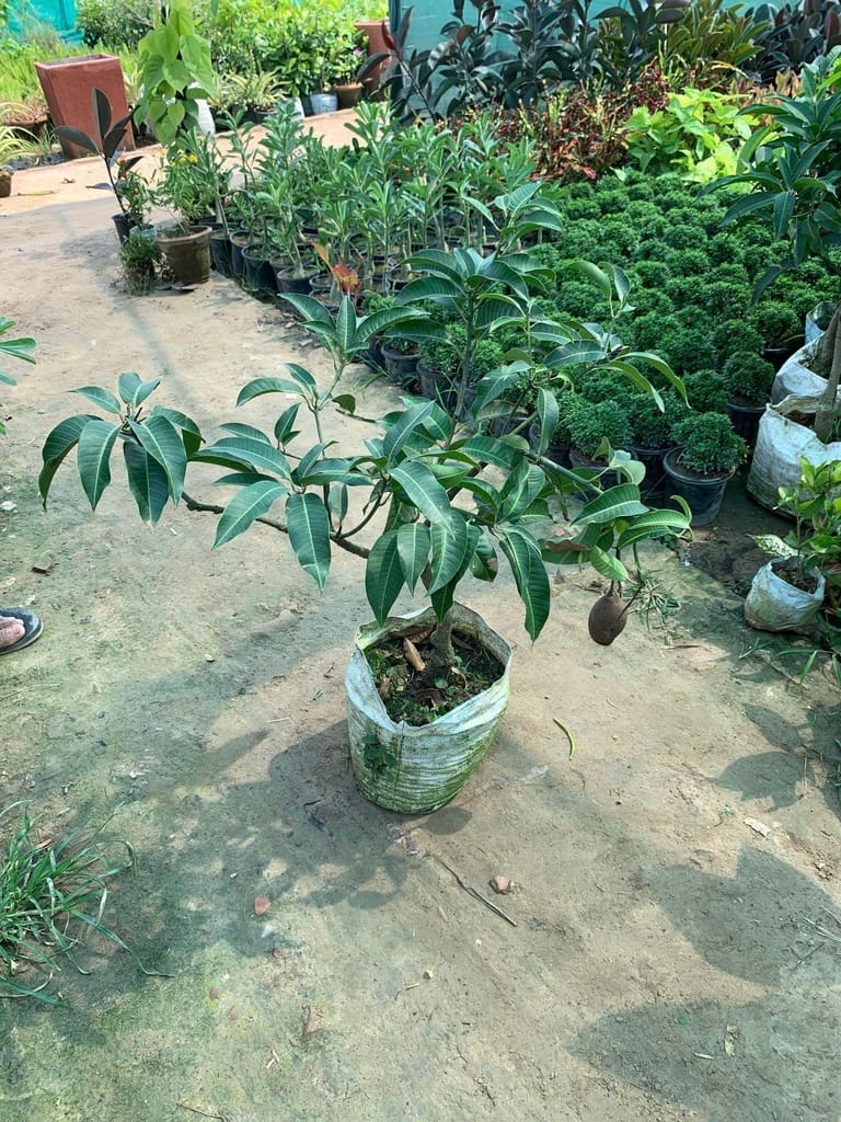 Buy Thai Mango (all Seasons) in 10 Inch Nursery Bag Online | Urvann.com Thai Mango (all Seasons) in 10 Inch Nursery Bag