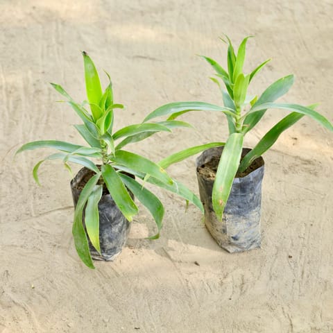 Set of 2 - Dracaena Reflexa (Any Colour) in 4 Inch Nursery bag