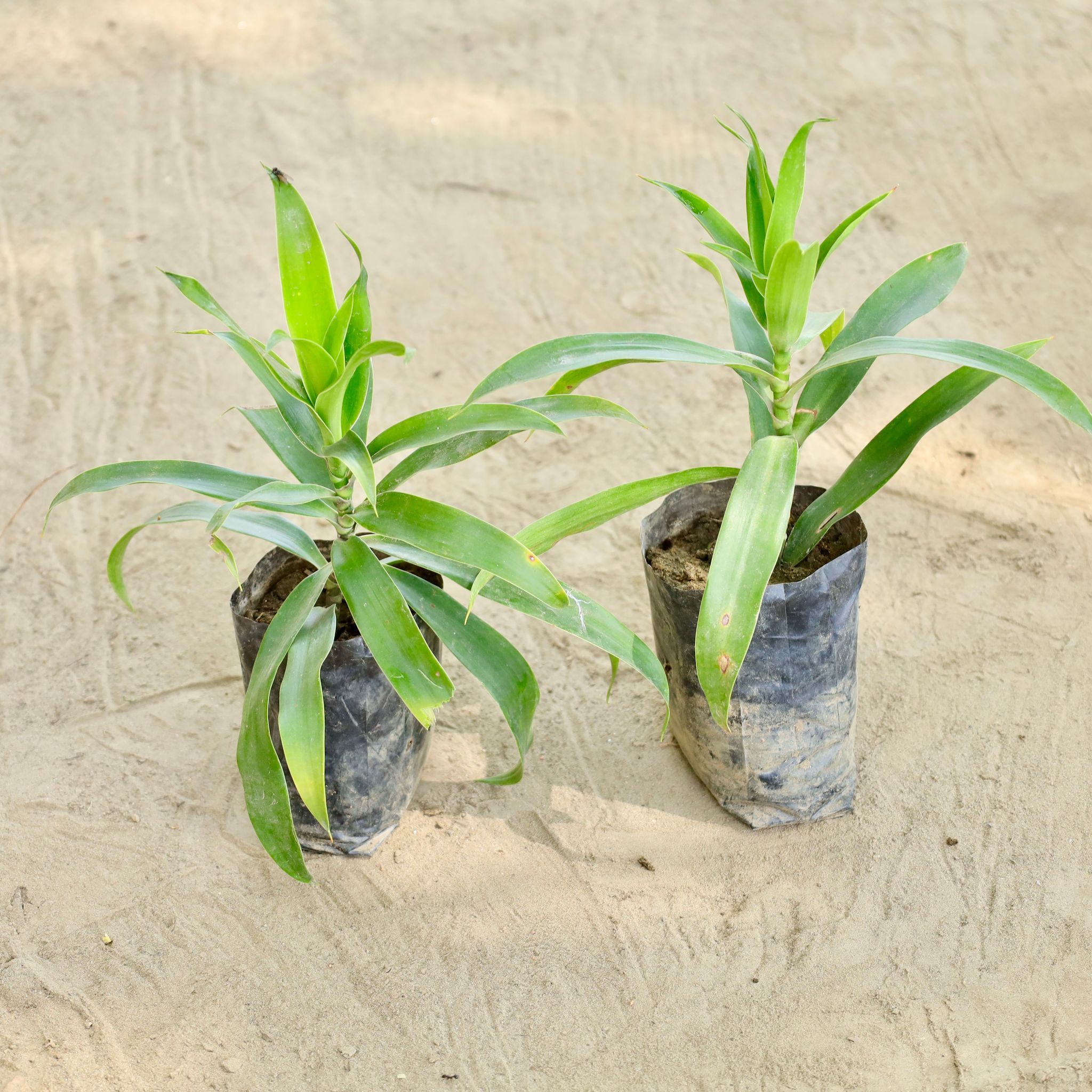 Set of 2 - Dracaena Reflexa (Any Colour) in 4 Inch Nursery bag
