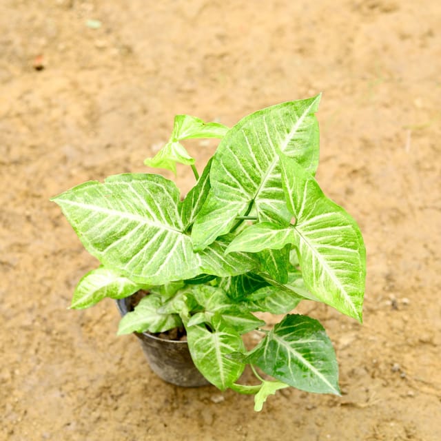 Syngonium Green in 4 Inch Nursery Pot