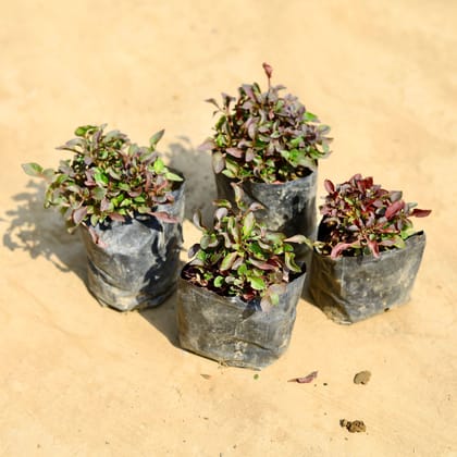 Buy Set of 4 - Alternanthera Red in 4 inch Nursery bag Online | Urvann.com