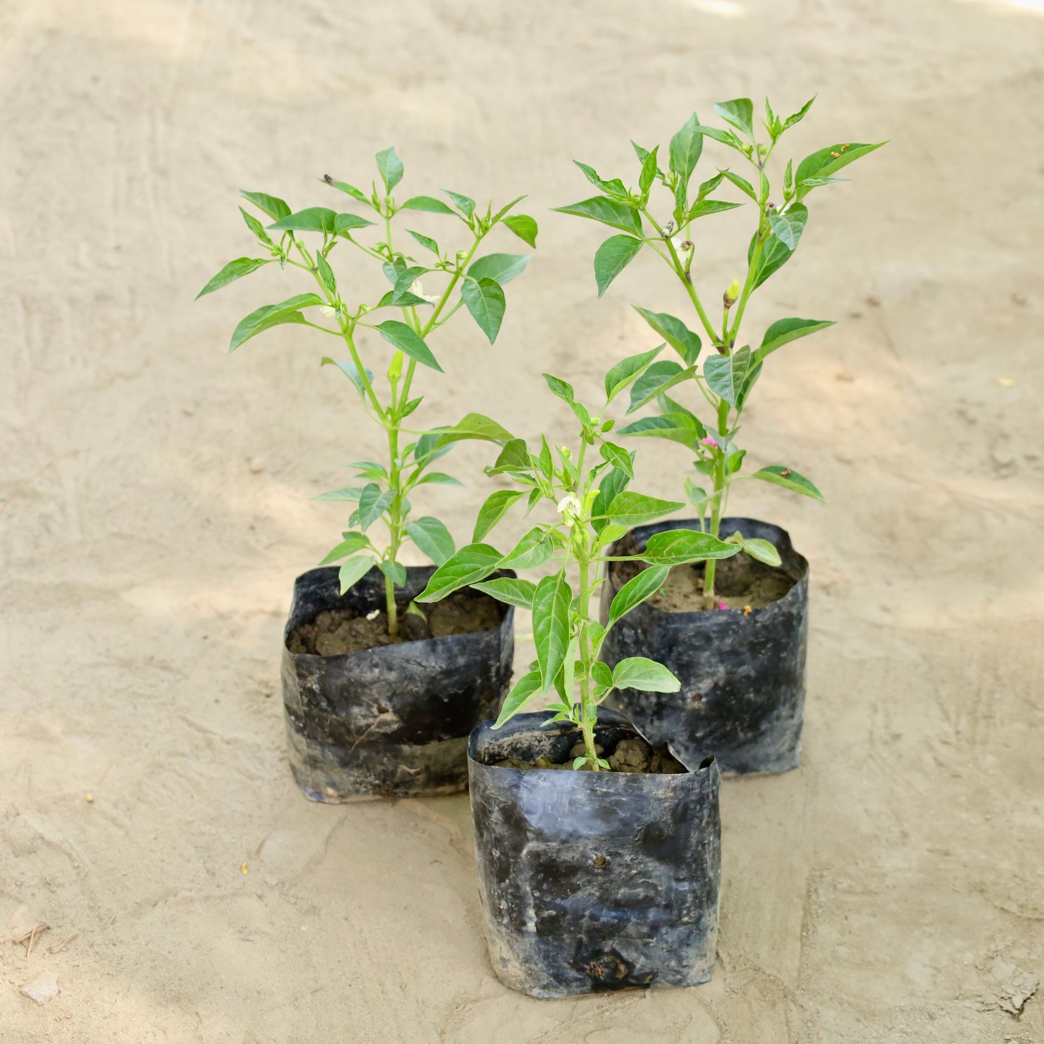 Set of 3 - Mirchi / Chilli Plants in 4 Inch Nursery bag