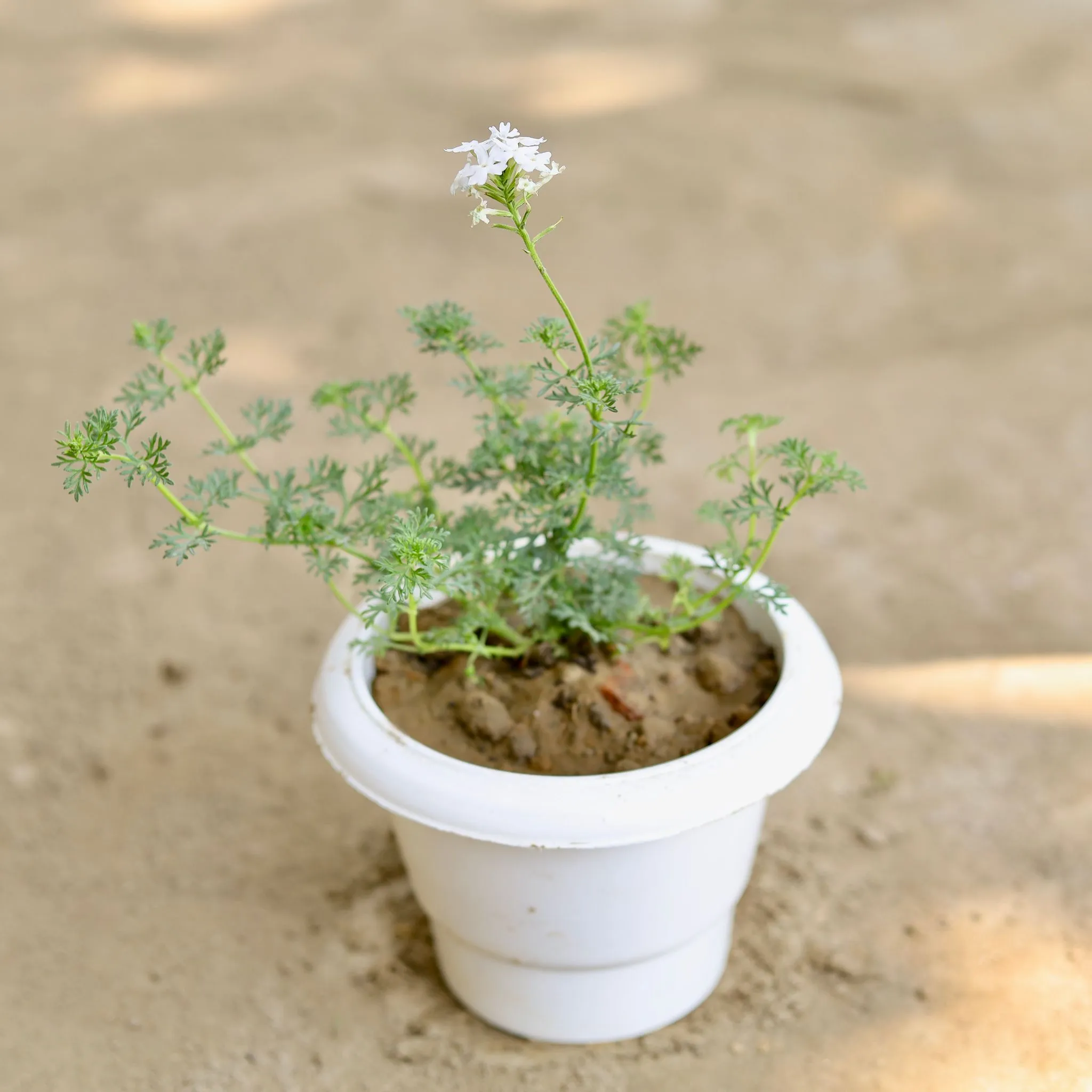 Verbena (Any Colour) in 6 Inch Classy White Plastic Pot